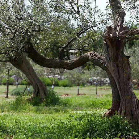 Ana Near And Rovinj Nyaraló *